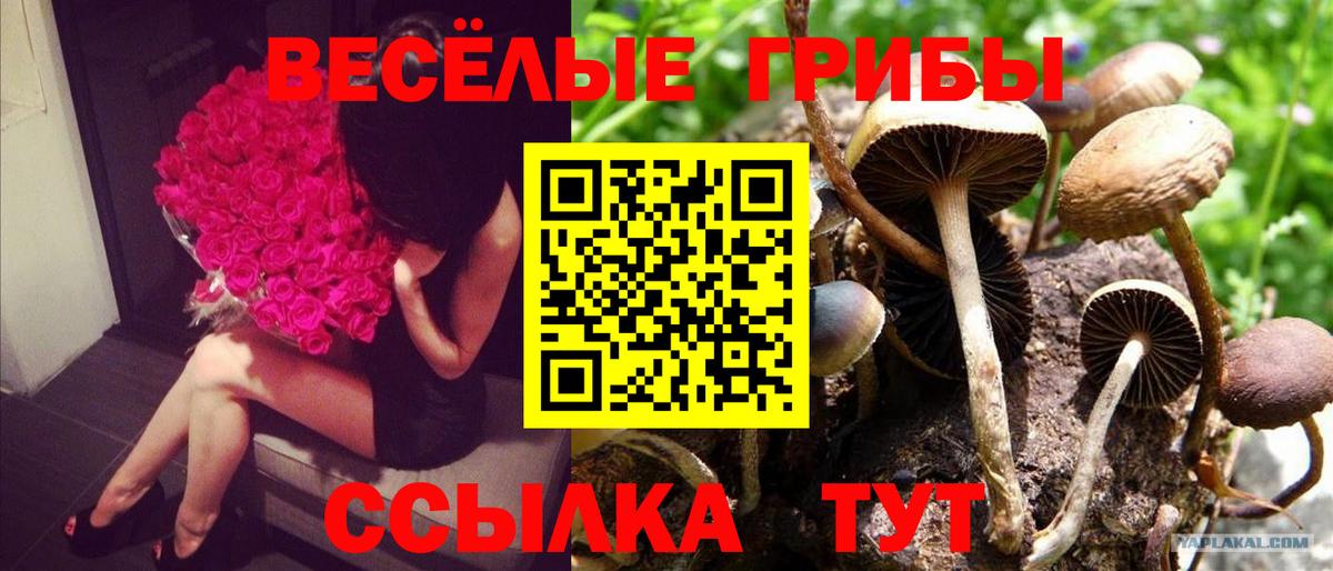 Галлюциногенные грибы Cubensis  Псилоцибиновые грибы Cubensis  Ногинск  Вход с VPN 